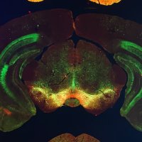 Michael Decressac (@decressaclab) 's Twitter Profile Photo Michael Decressac (@decressaclab) 's Twitter Profile Photo
