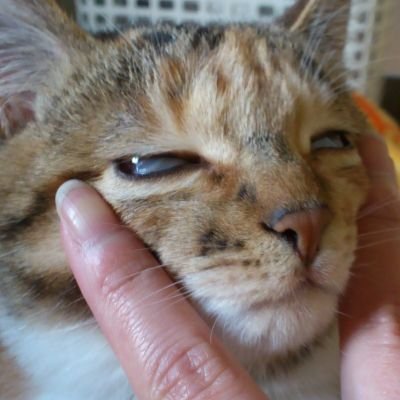 トラ子さんのプロフィール画像