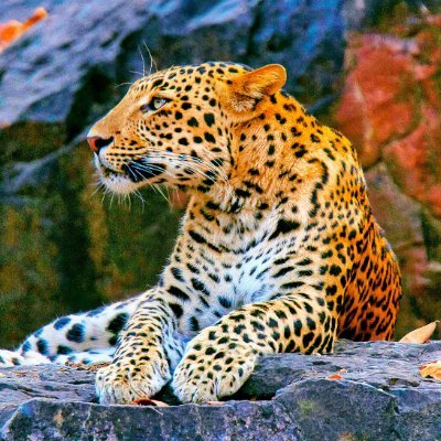 The big fat #carnivore to the fit healthy carnivore - follow #myjouney + #motivation☦️ (Formally The Podcast of Revelation)