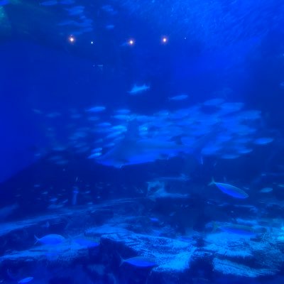 iiikjbd's profile picture. 2024目標/CPA 2023 12月〜 56.4%🙅🏻