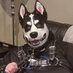 Pistol Pup/ Pup Talem/ Xavier (@pistolpupad) Twitter profile photo Pistol Pup/ Pup Talem/ Xavier (@pistolpupad) Twitter profile photo