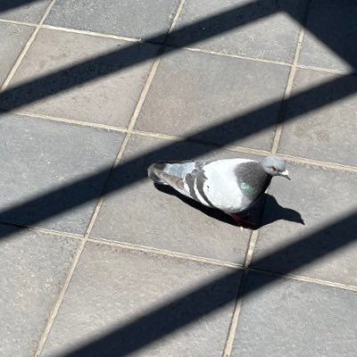 HatosabureP's profile picture. ウルガモス、メラルバこそ至高 ドラゴンボールはギニュー特戦隊が最推し