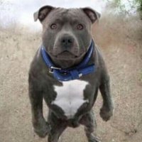 Unite316 (@thatguy68213) 's Twitter Profile