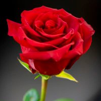 Imelda Madriz (@imeldamadriz) 's Twitter Profile