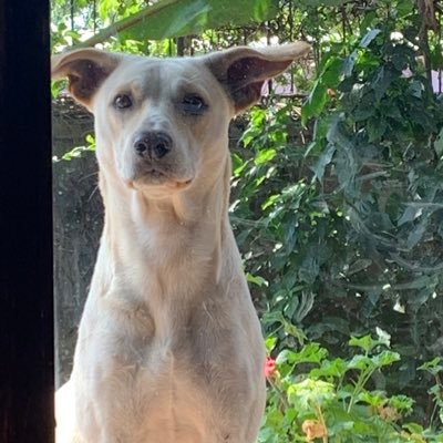 bengsishuh1's profile picture. Human being, African, Ethiopian 🇪🇹 Renewable Energy is the future . We need to save our planet 🌎