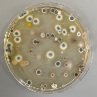 MicroMad (@micro_mad) 's Twitter Profile Photo