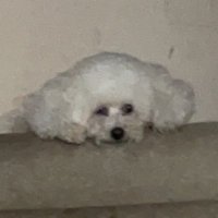 plumbeyy π the ham (@polar_toon) 's Twitter Profile