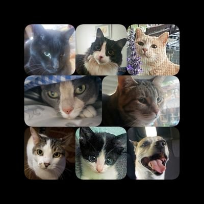 Rescued from streets as kittens, living good life in Central CA. Ruger, Tippi, Ramses, Bindi Sue, Rosie, dog Ashley & Tom and kitten Ollie.