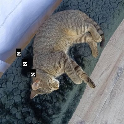 NormalType3's profile picture. 