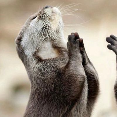 acellux's profile picture. 
