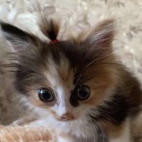Squishy Tater (@squishytatersl) 's Twitter Profile
