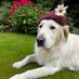 Me, the dog and the garden. (@johnrolandevan1) Twitter profile photo Me, the dog and the garden. (@johnrolandevan1) Twitter profile photo