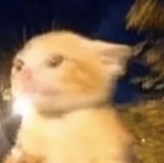 DarkPup69's profile picture. Curto e retuito putaria 🔞 se não gosta é só sair ||
21 anos ||
DM aberta