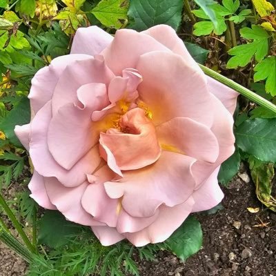 Passionate novice gardener and Business owner all comments my own