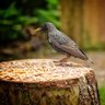JohnBinley2's profile picture. Grandfather,father,husband,birding,nature
gardener and photography