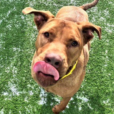 AAABlue82's profile picture. Wife and mom who loves Jesus, guns, hockey, scifi/fantasy books and crochet. I see conspiracy theories everywhere.