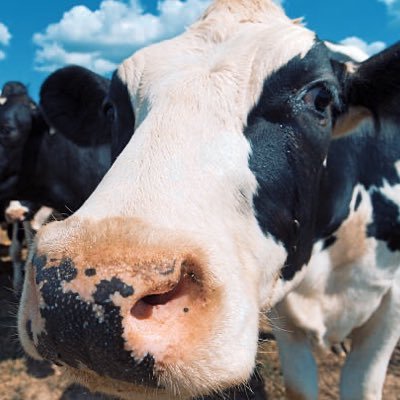 holstein_cow_us Profile Picture