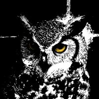 Talonsight 𓅓𓁿 (@talonsight) 's Twitter Profile Photo Talonsight 𓅓𓁿 (@talonsight) 's Twitter Profile Photo