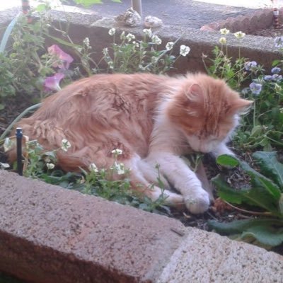 __centg's profile picture. 一生清掃員