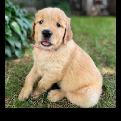 robertcombden41's profile picture. 