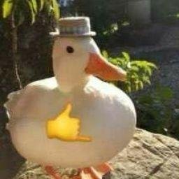 reallydanielits's profile picture. memes, bitcoin & tesla