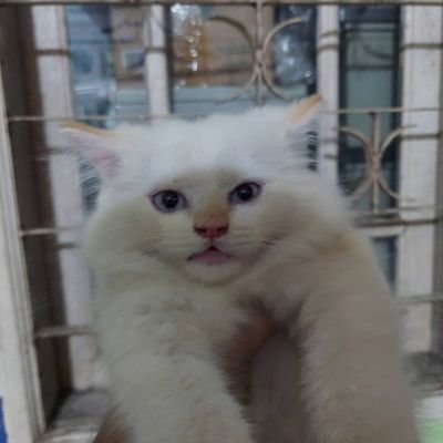 Dato_27's profile picture. Ghost Mode