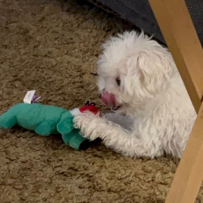 crulue's profile picture. 