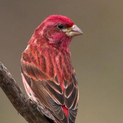 kingKJofkrypt's profile picture. College student, author, local villain, supporting women’s rights and wrongs since 1998, lesbian! 🏳️‍🌈