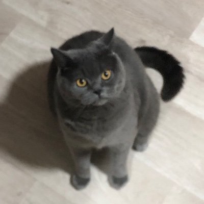 davutzeliha1's profile picture. 