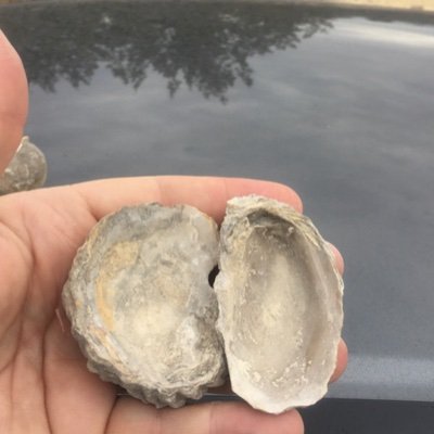 @MarkFossil92203