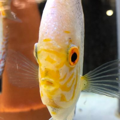 スーパービバホーム春日部店内アクア・小動物コーナー「マナウス春日部店」です。 熱帯魚、金魚、川魚、水草、鳥・小動物、爬虫類等扱っています。 入荷情報やおススメ情報を発信していきます。☎️048-745-2585