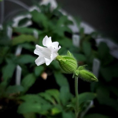 S_latifolia's profile picture. マンテマ/ヒロハノマンテマ/マツヨイセンノウ/white campion/Silene latifolia