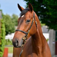 Castledillon Stud(@Castledillon4) 's Twitter Profile Photo