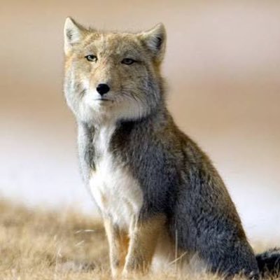 MissPu1228's profile picture. 日大通信 法学部法律学科2026年3月卒業予定/11月に簿記1級取得予定/MBTIはダンブルドアと同じINFJです！無言フォロー失礼します。