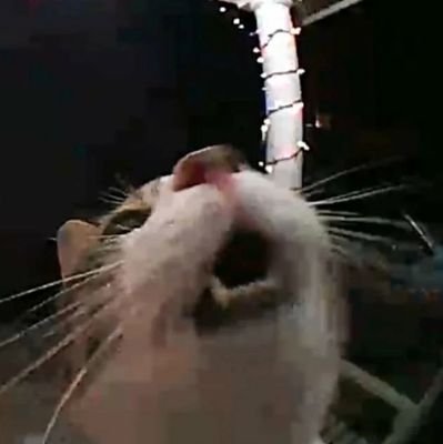 CataNyaGuranya's profile picture. Nya! Gurunyan!