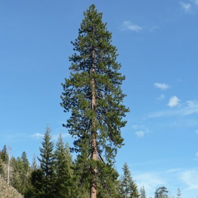 TiltedPine