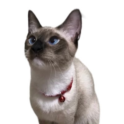 https://t.co/Q3KPRkCPKW youtubeで福岡近郊のスポットを紹介しています。良かったら見てやって下さい^_^ 良くも悪くも評価して頂いたりコメントのこしていただけると嬉しいです😃青い空と猫🐈が好き