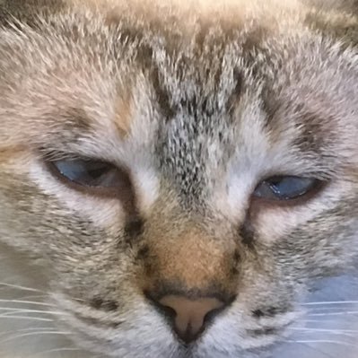 てんどんまるさんのプロフィール画像