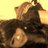 SemiRodriguez1's profile image
