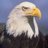 skyline_BBALL's profile image