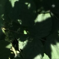 Andrea Janku (@a_janku) 's Twitter Profile