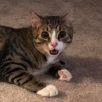 Homer Cat(@HomerKatzen) 's Twitter Profile Photo