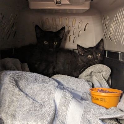 toobaloons's profile picture. my personal twitter