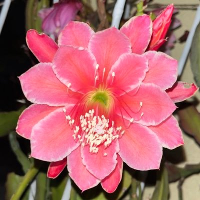 黄桜です。さんのプロフィール画像