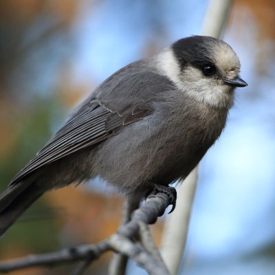 NapoleonofBirds Profile Picture