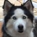 Dorset Bear House (@dorsetbearhouse) Twitter profile photo Dorset Bear House (@dorsetbearhouse) Twitter profile photo