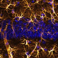 Chatton lab (@chattonlab) 's Twitter Profile