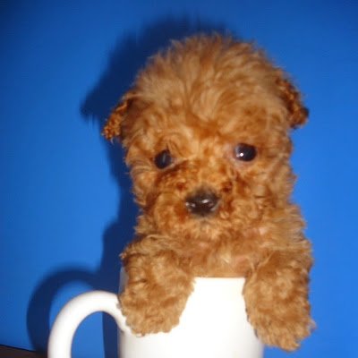 mceliabenito's profile picture. 