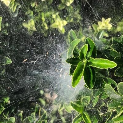 bitersegidicez's profile picture. 