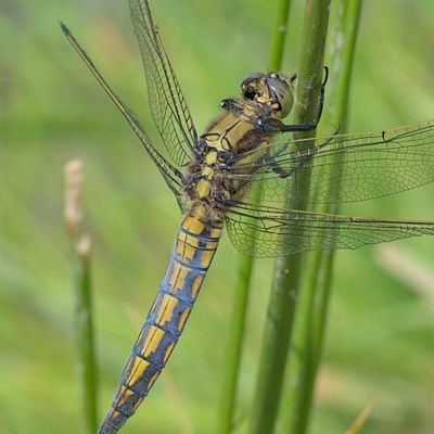 Usually pottering about in the Welsh countryside, taking photos and recording the wildlife I find.
Nikon D7200, Tokina AT-X PRO 100mm Macro, Darktable.